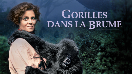 TÉLÉCHARGER LE FILM GORILLE DANS LA BRUME LA GORILLE TÉLÉCHARGER BRUME LE DANS FILM