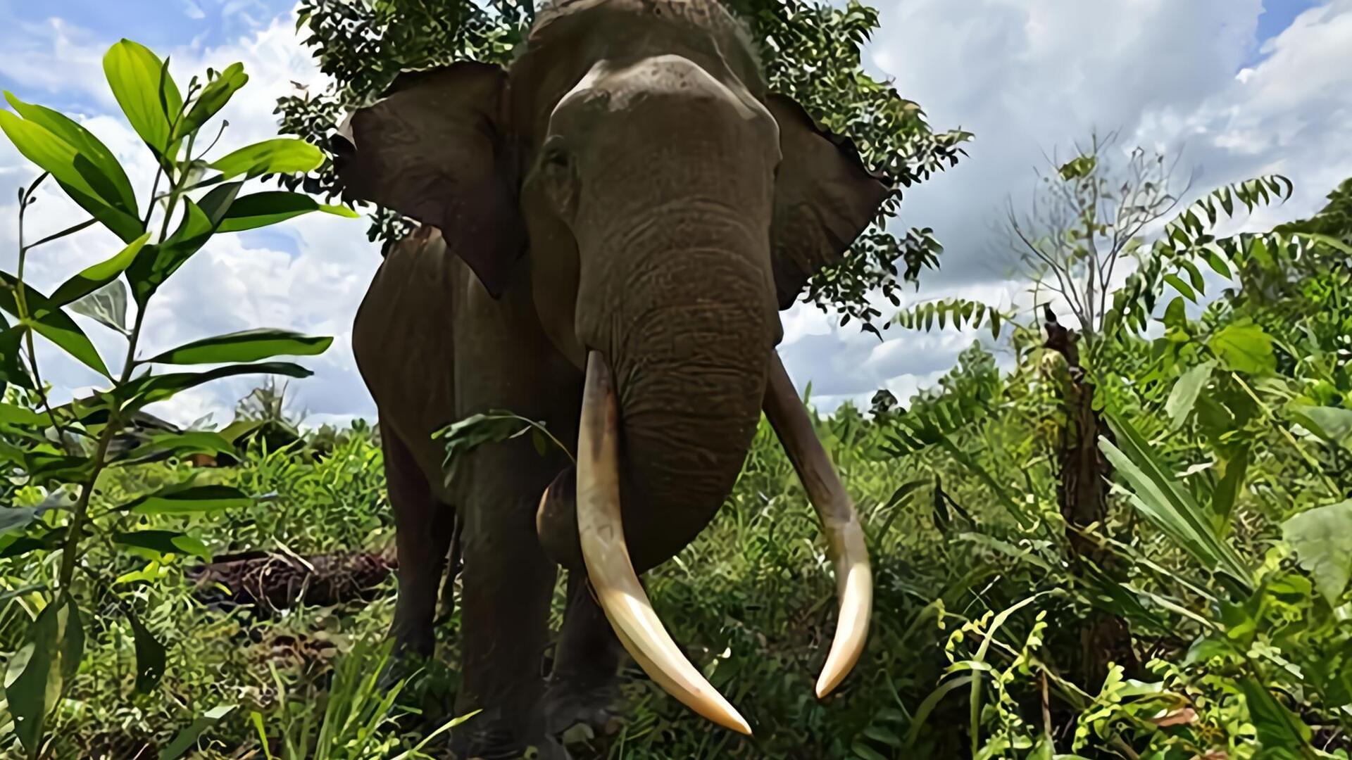 Les éléphants de Sumatra