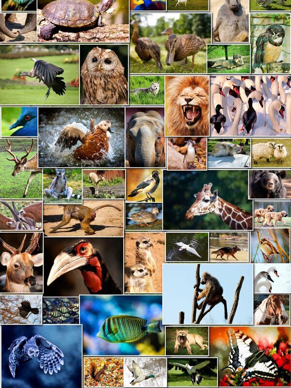 les espèces marines à protéger