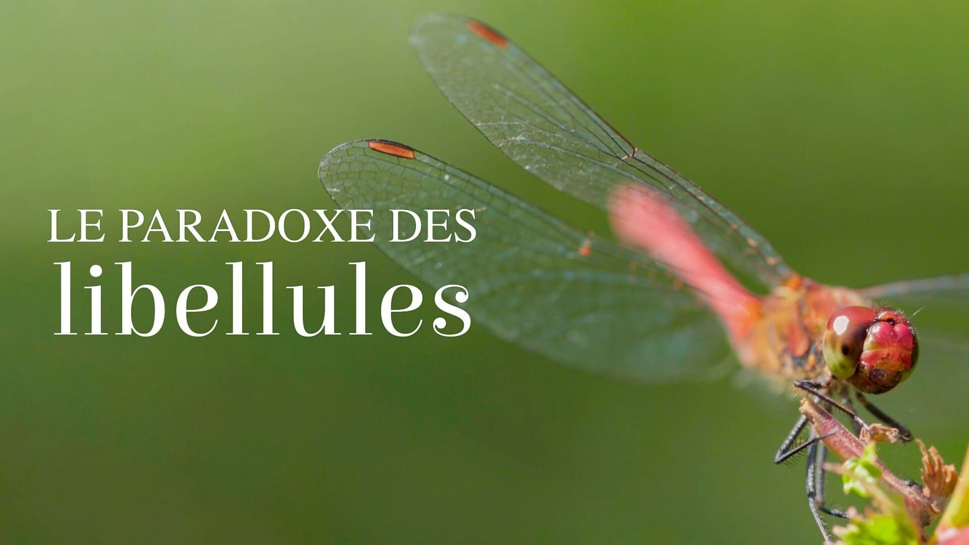 Le paradoxe des libellules