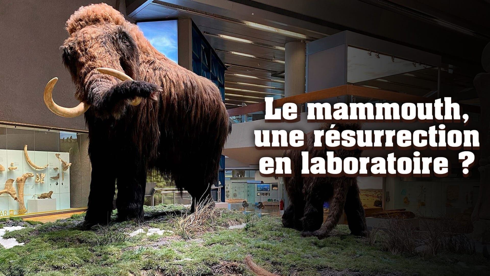 Le mammouth, une résurrection en laboratoire ?