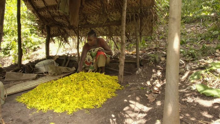 L'ylang-ylang des Comores