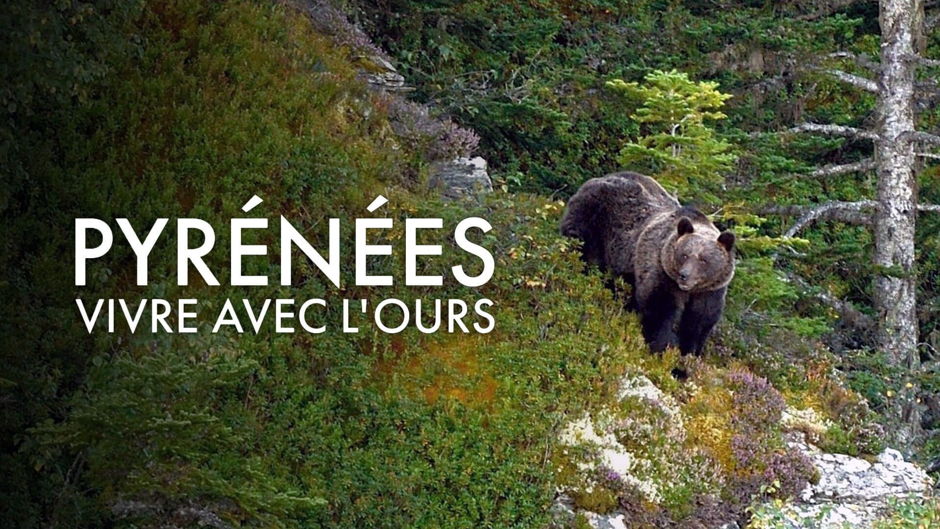 Pyrénées, vivre avec l'ours