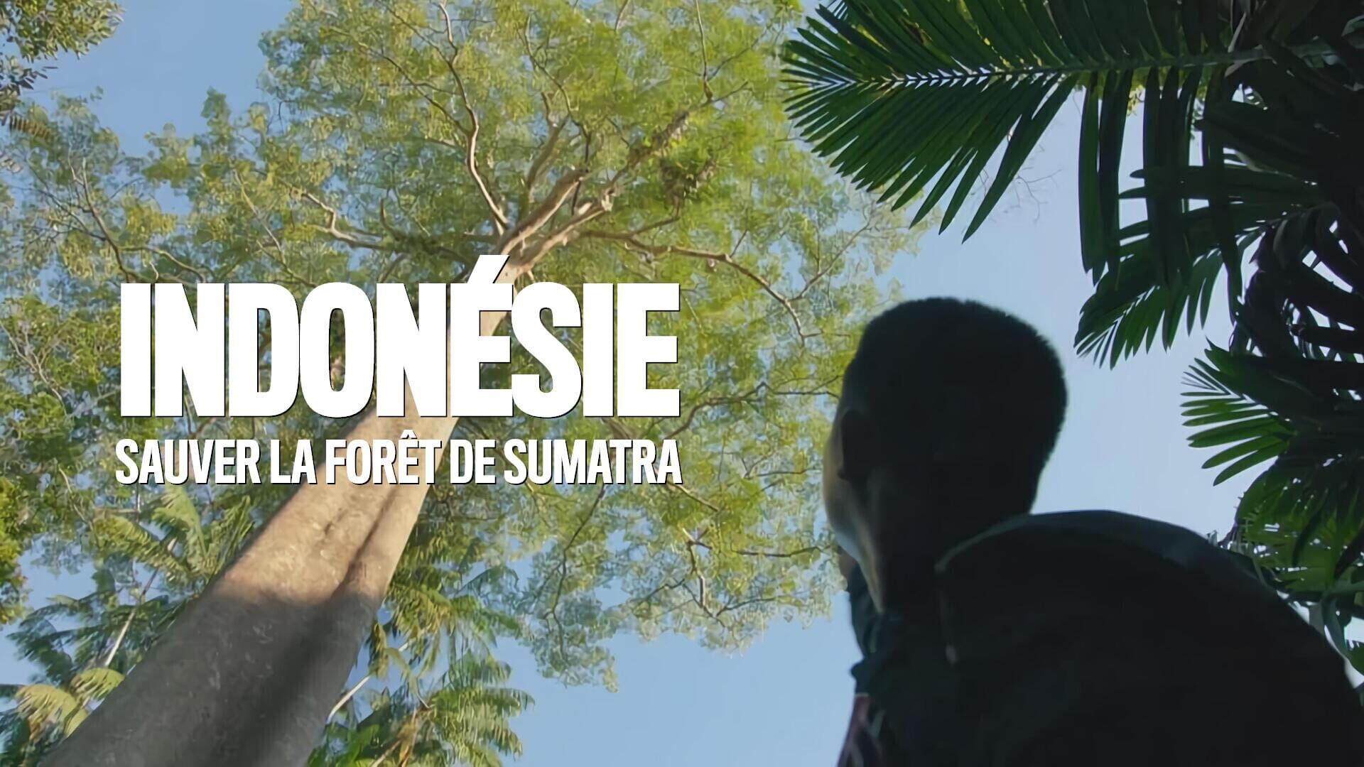 Indonésie : Sauver la forêt de Sumatra