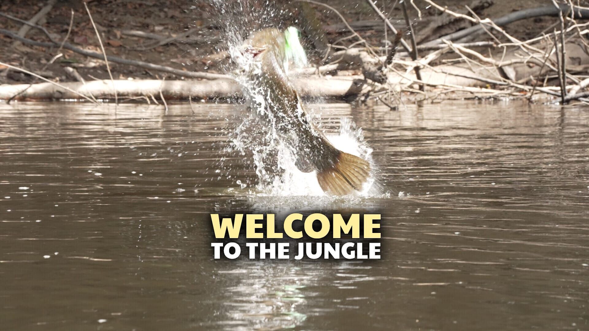 Welcome to the Jungle
