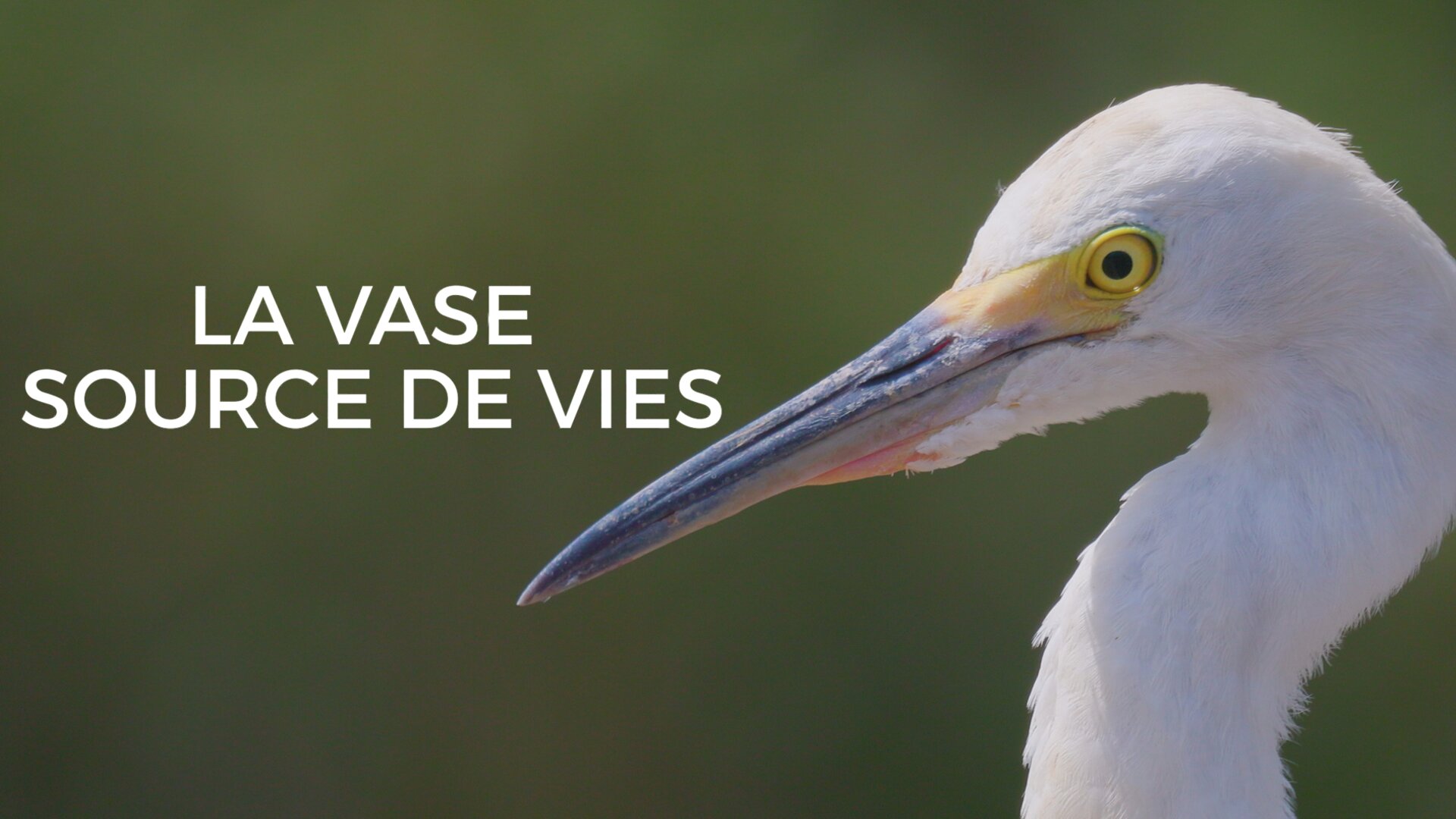 La vase source de vies