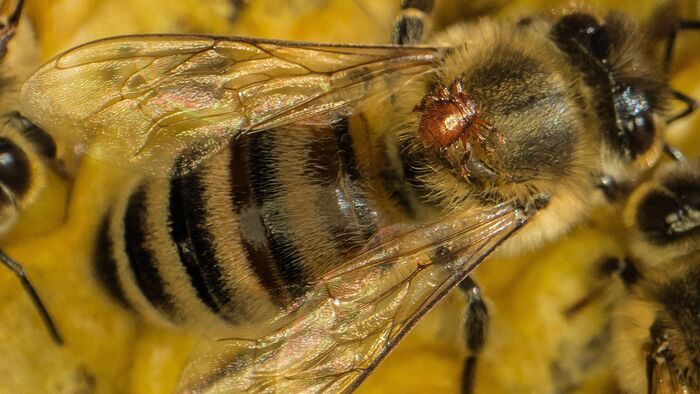 La forêt des abeilles sauvages