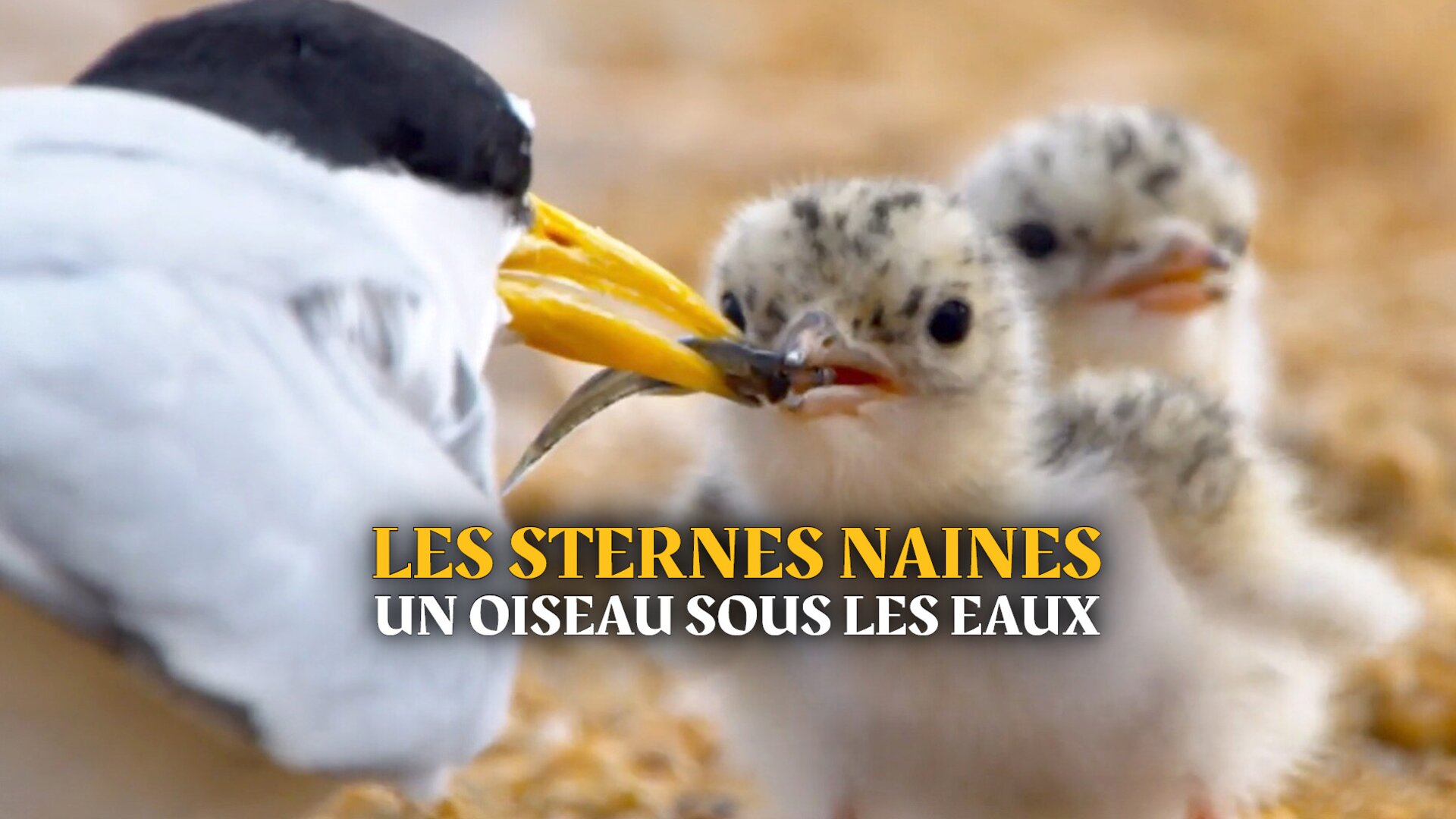 Les sternes naines : Un oiseau sous les eaux