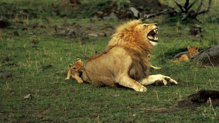 L'animal sauvage existe-il encore? (1)