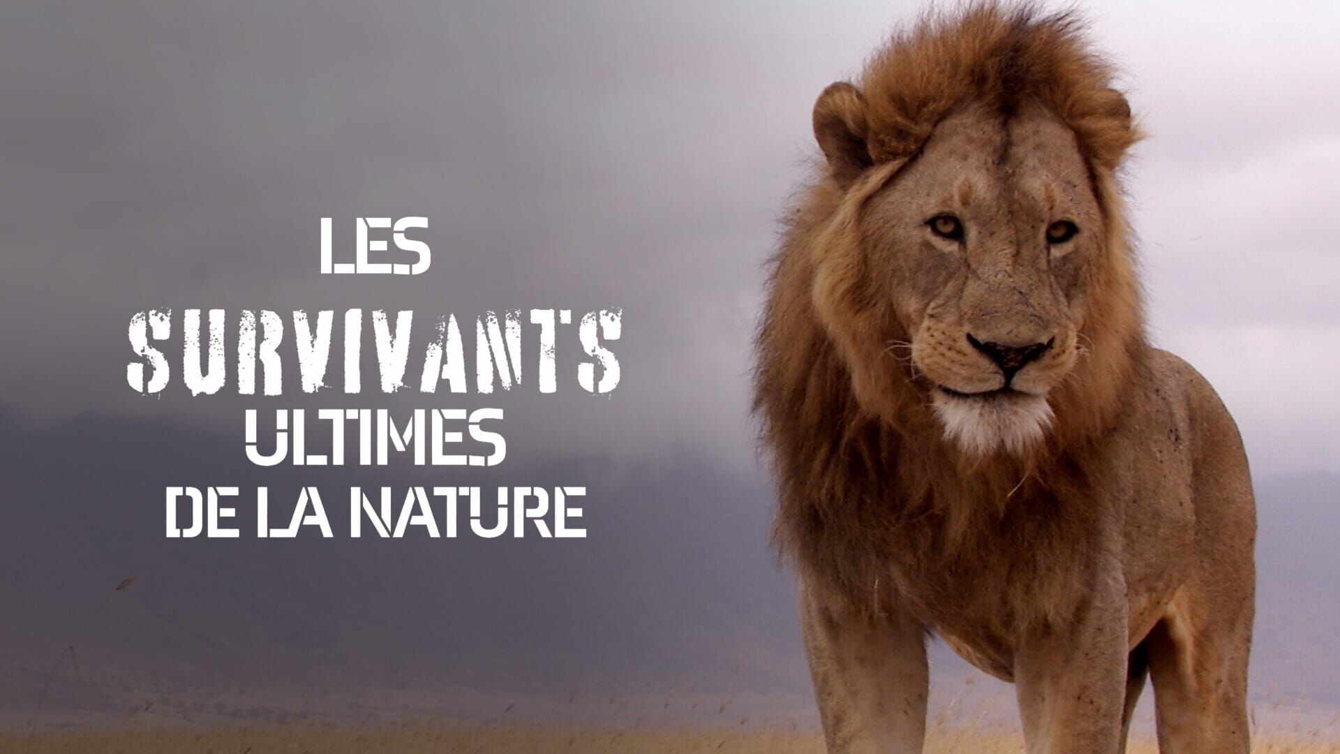 Les rois de la course