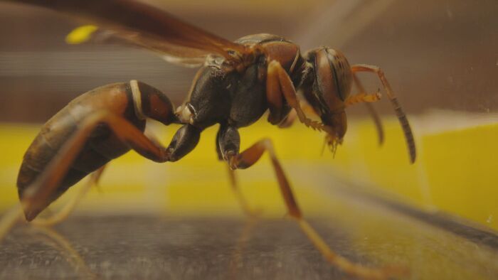 Smart Insects - How Tiny Brains Do Brilliant Things