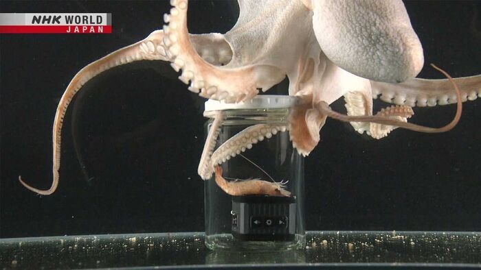 The Brainy Octopus