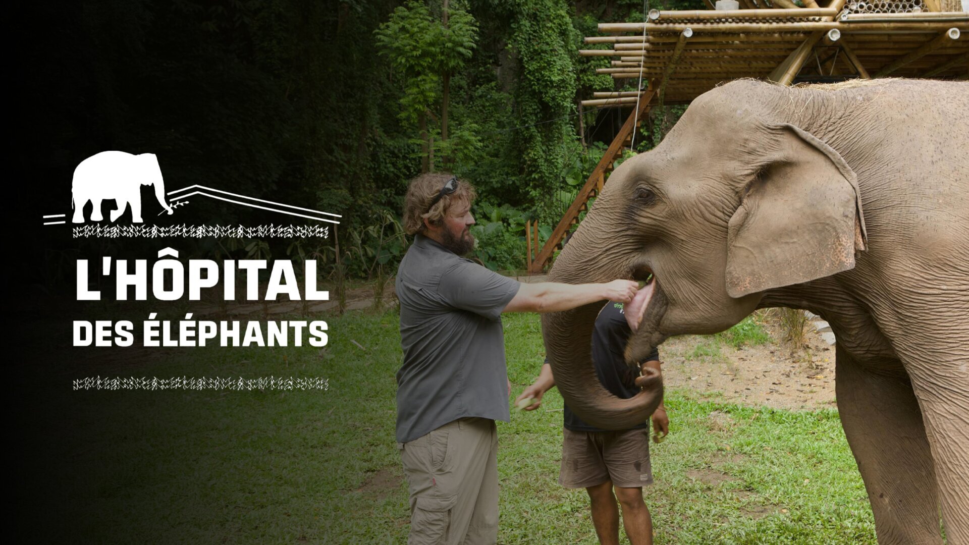 L'hôpital des éléphants