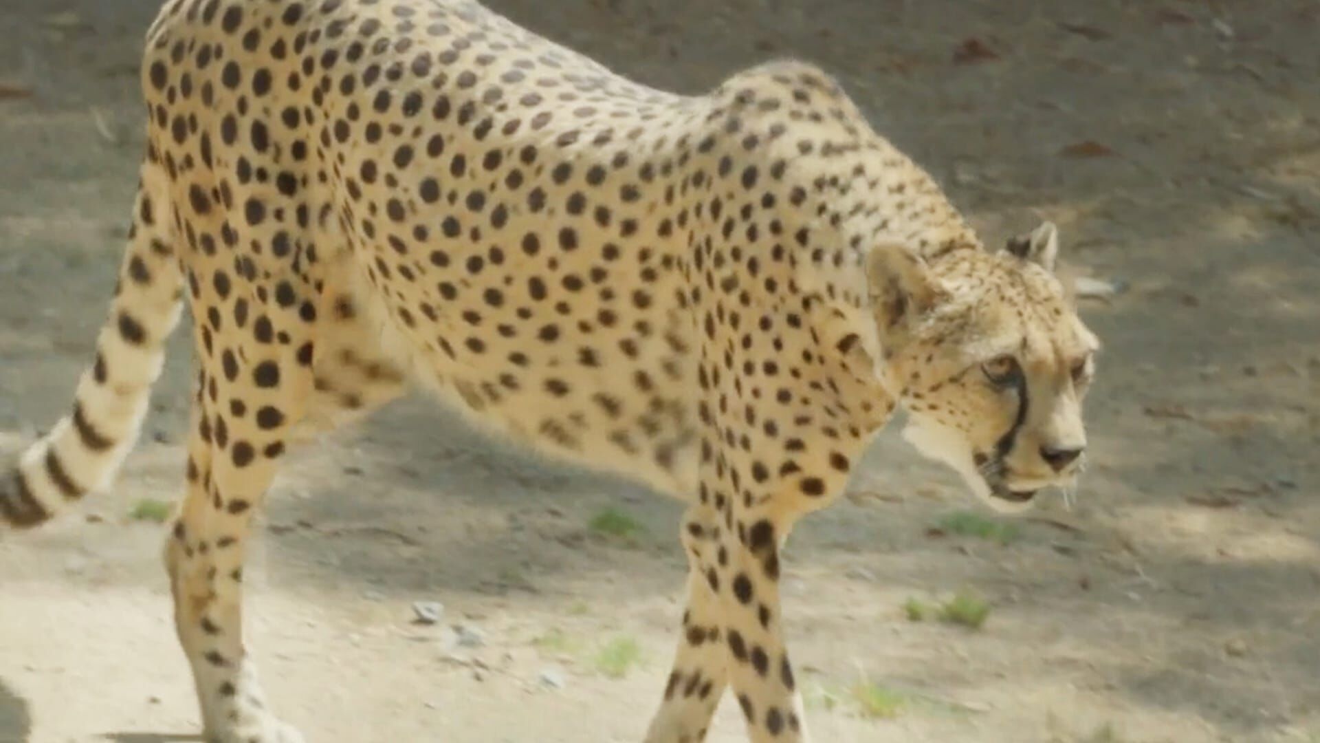 Guépard en fuite