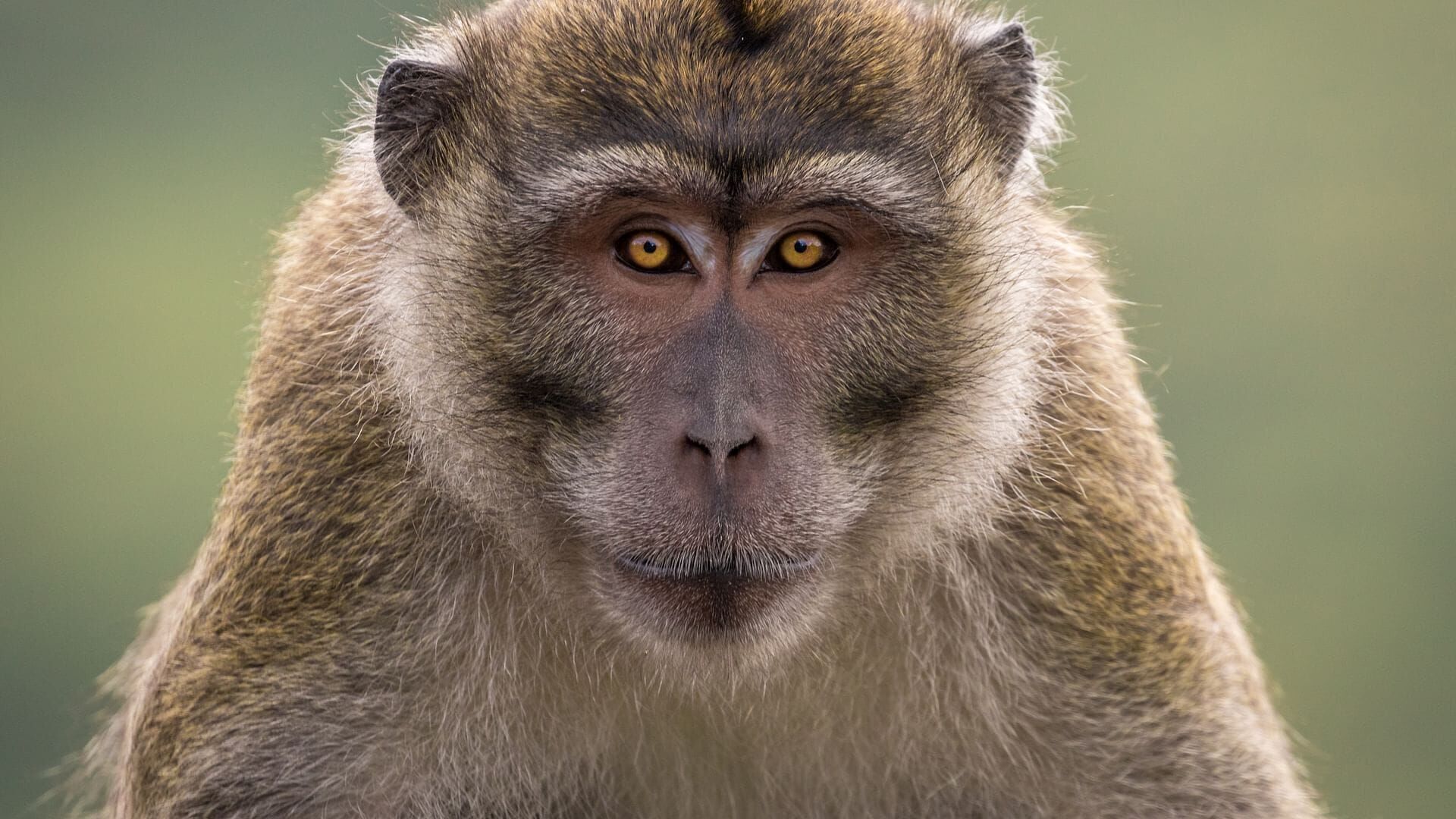 Maurice et La Réunion