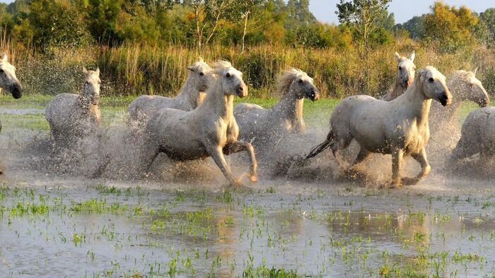 Le pays camarguais