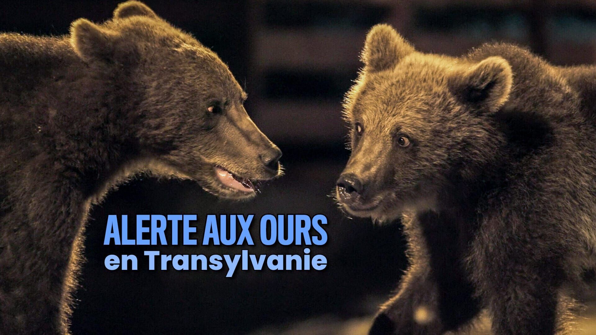 Alerte aux ours en Transylvanie