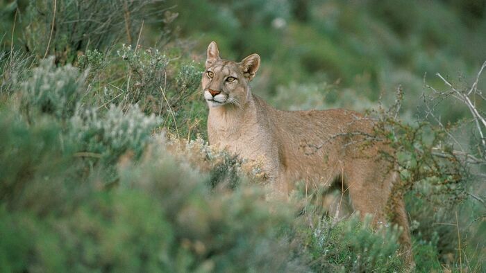 Puma, lion des Andes