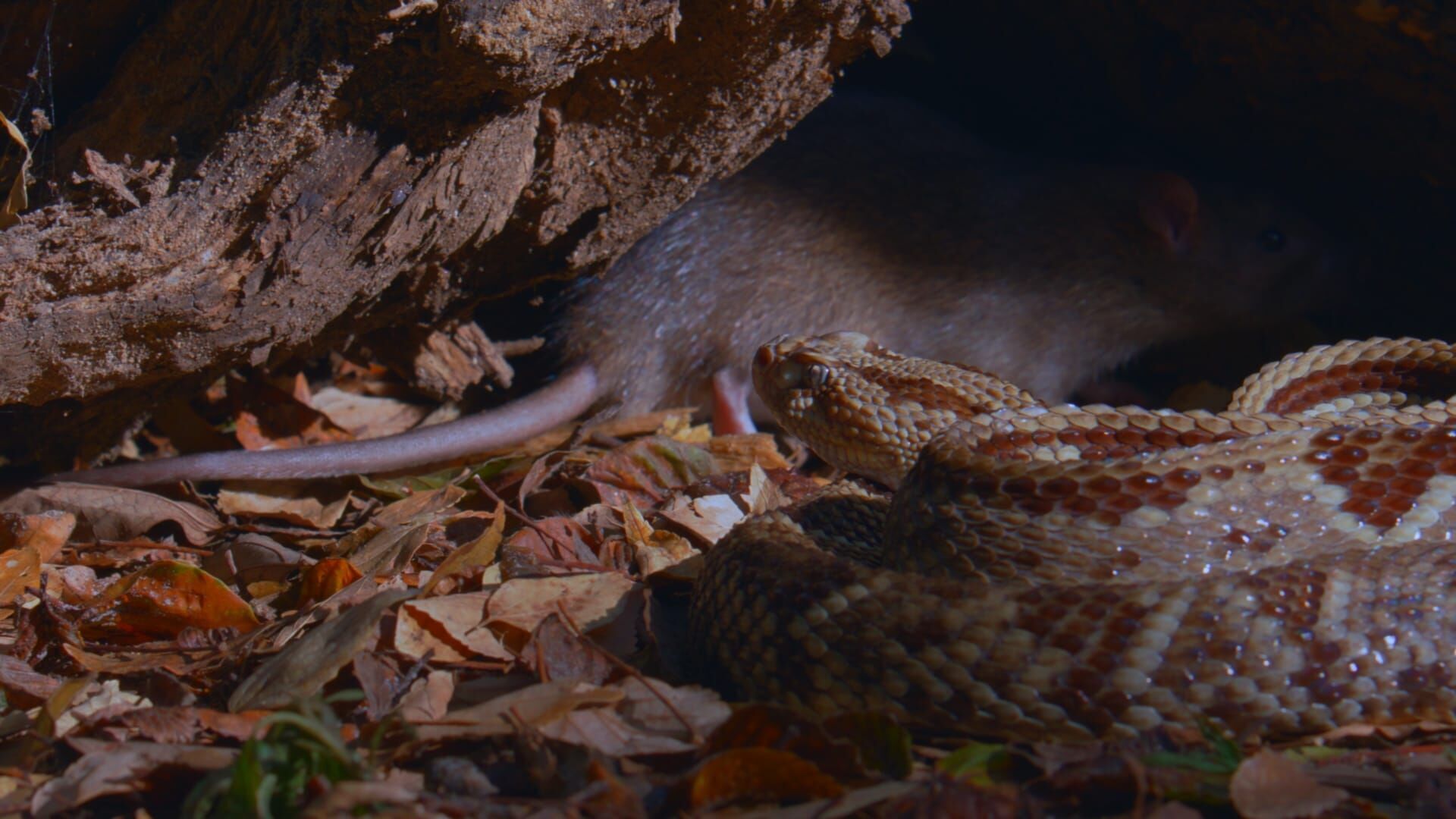 Les Amériques et l'Australie