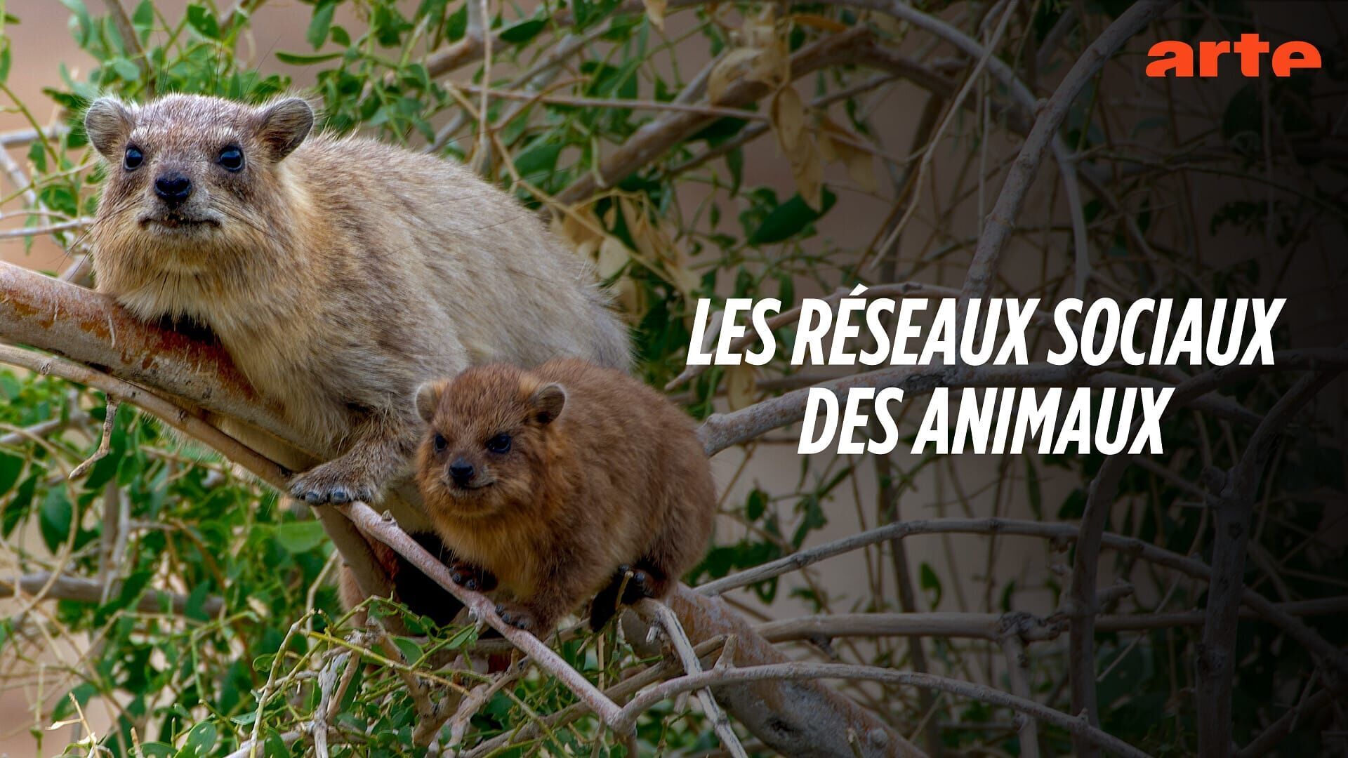 Les copains d'abord