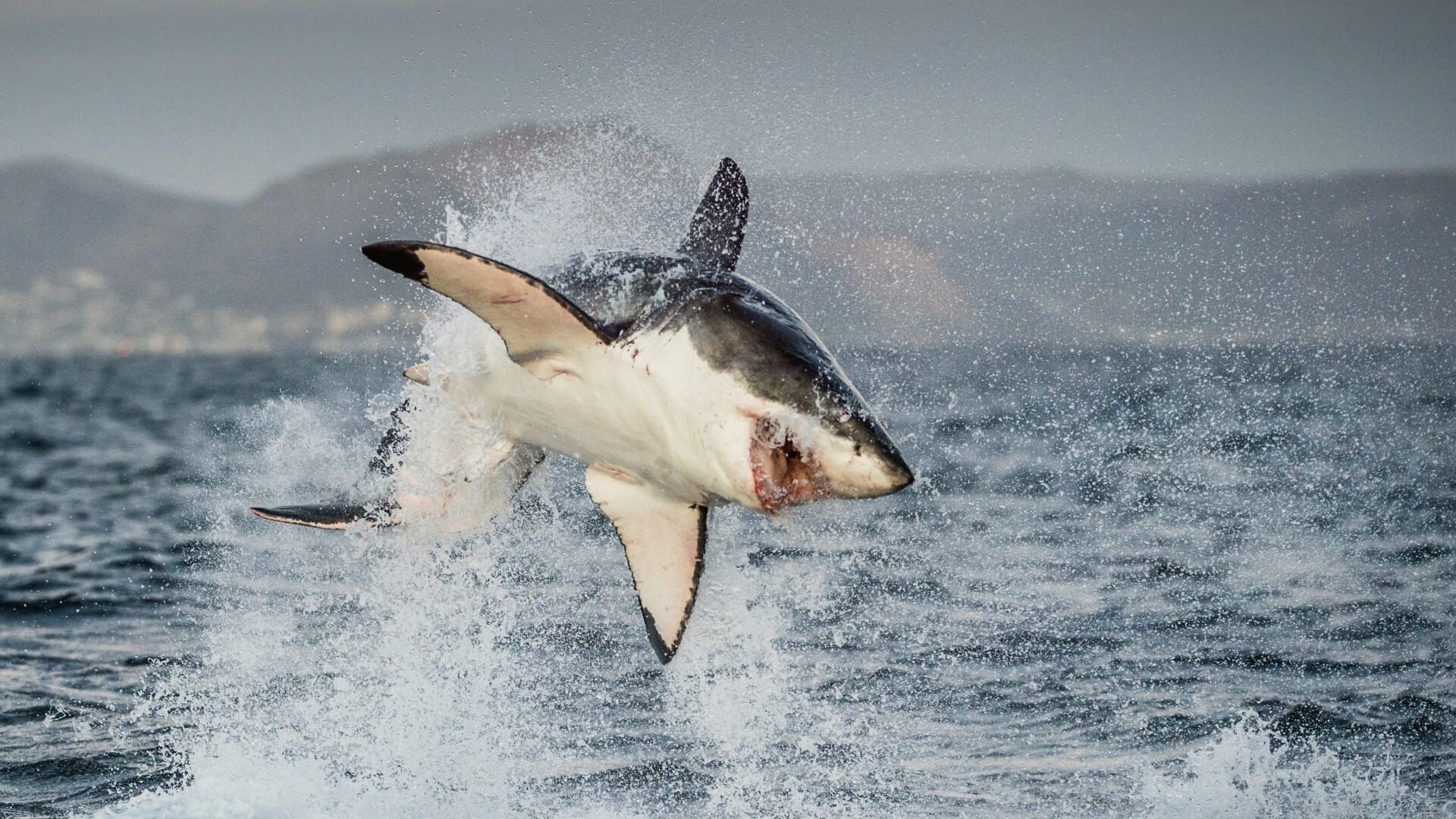 Morsures de requin : les dents de la mort