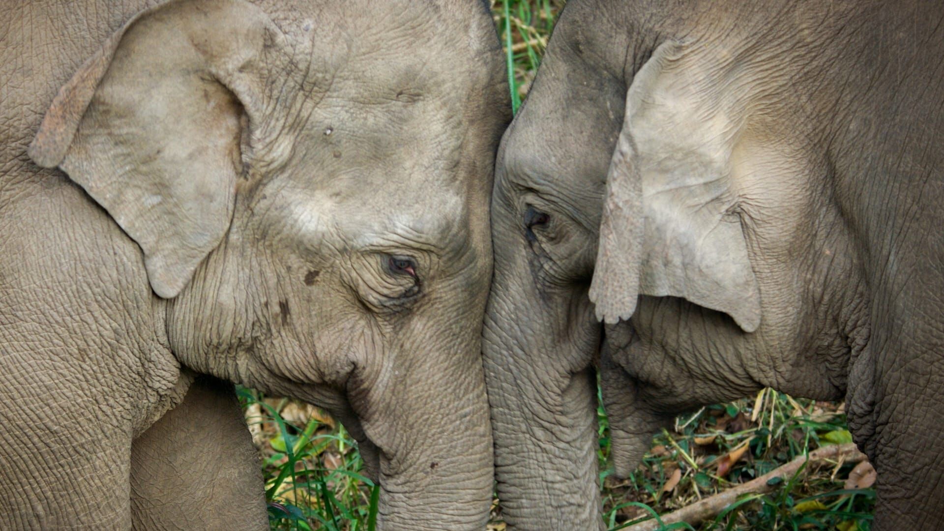 Le mystère des éléphants du Yunan