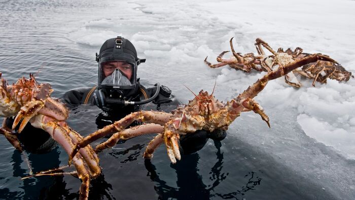Le crabe royal