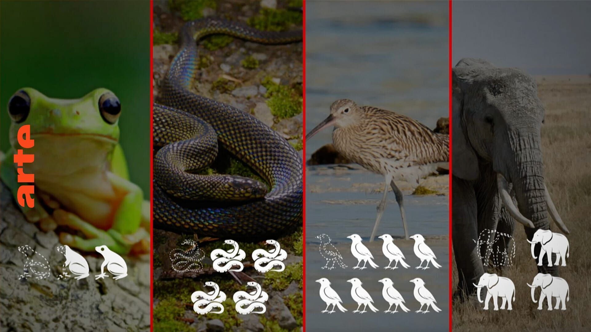 Biodiversité : SOS animaux