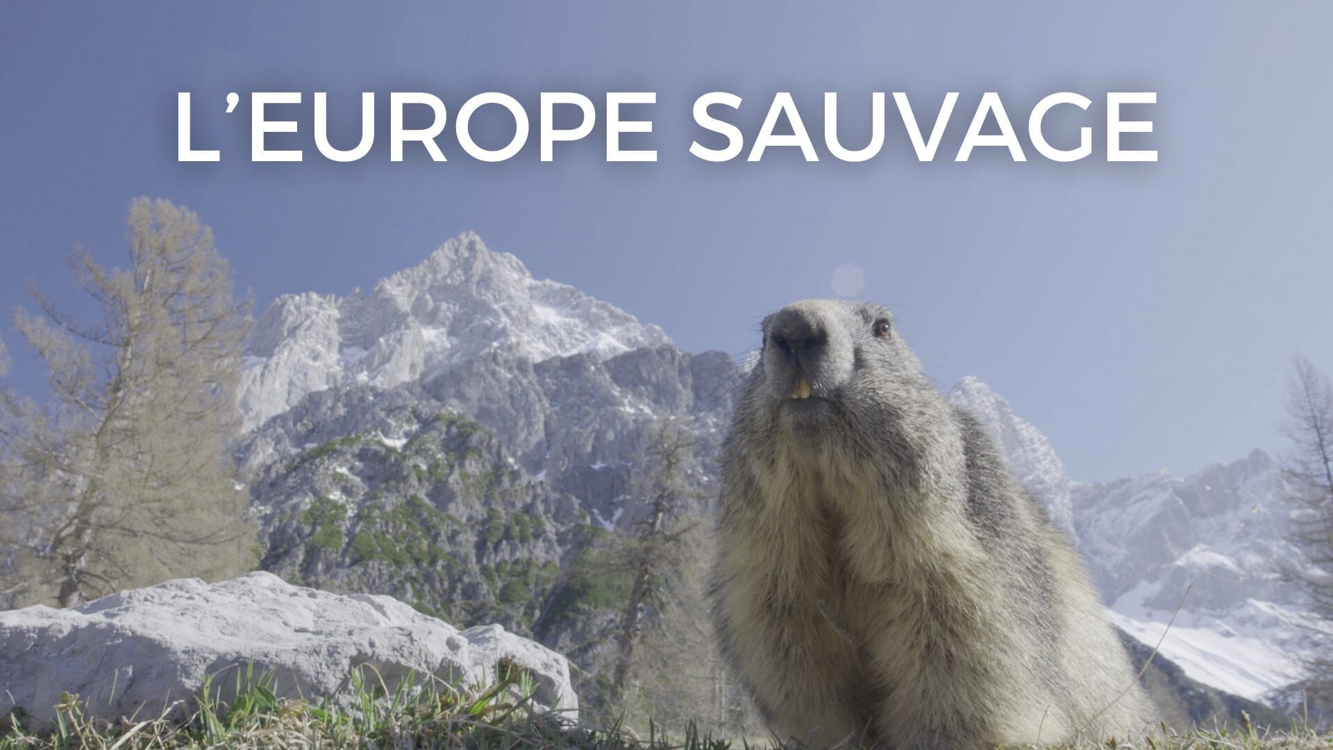 Faune et flore des Alpes