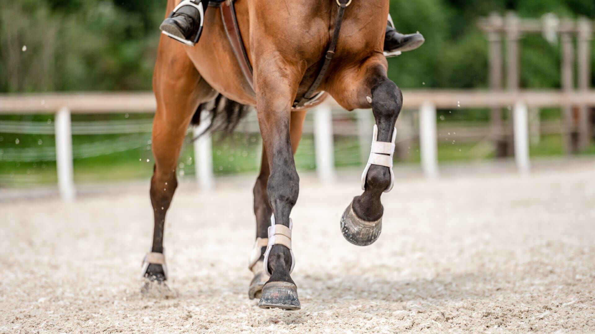 Equitation : Jumping International de La Baule