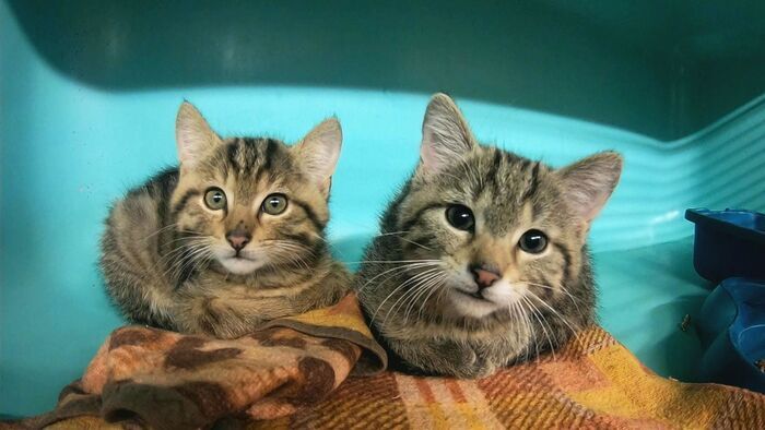 Animaux à adopter