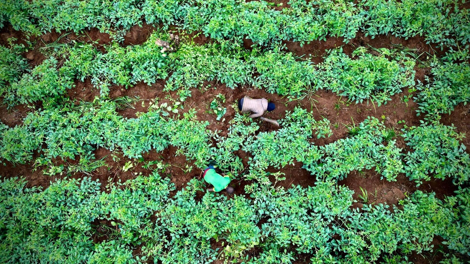 Artificial Intelligence in Agriculture - Fighting World Hunger
