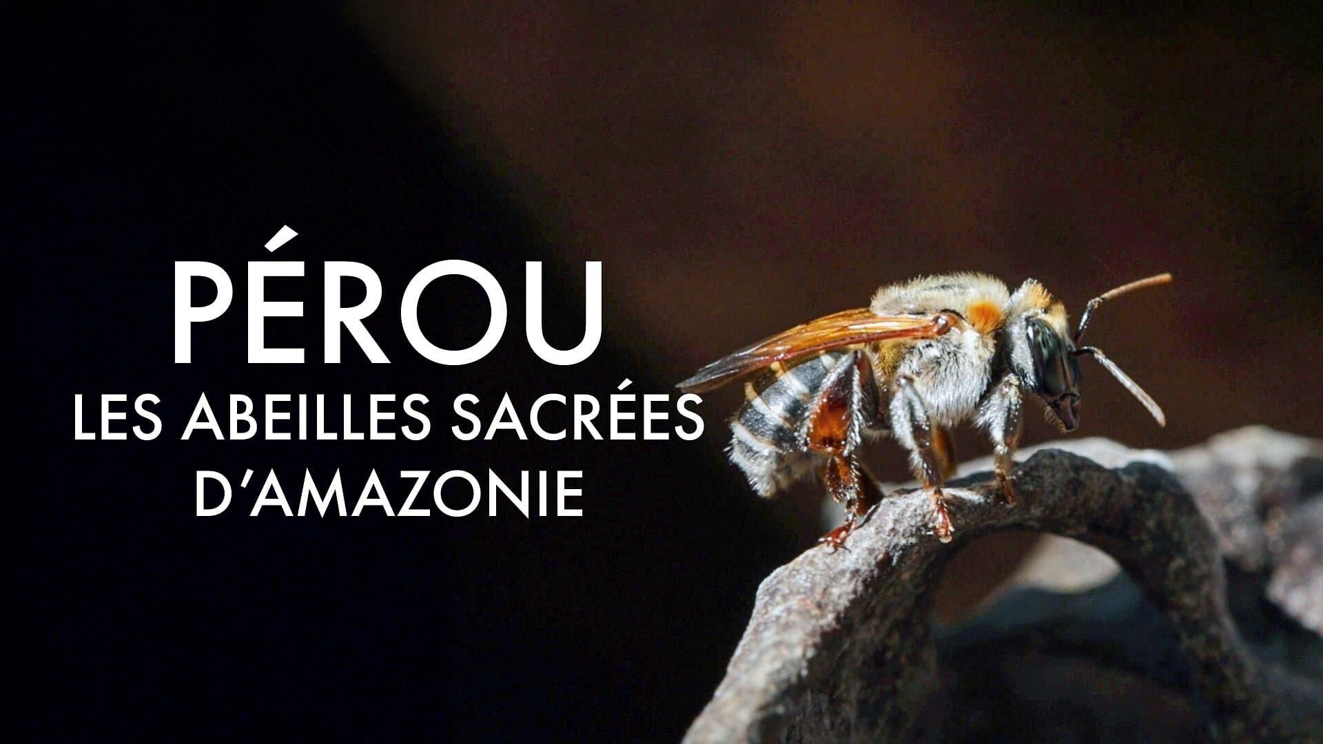 Pérou, les abeilles sacrées d'Amazonie