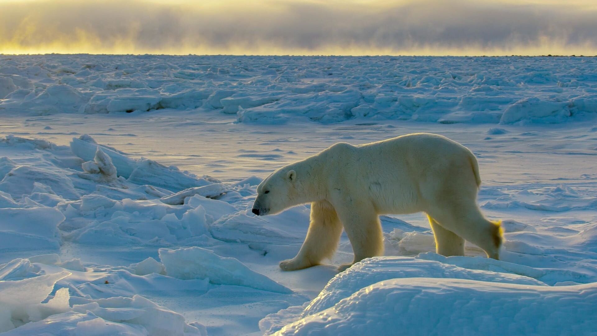 Les animaux du grand froid