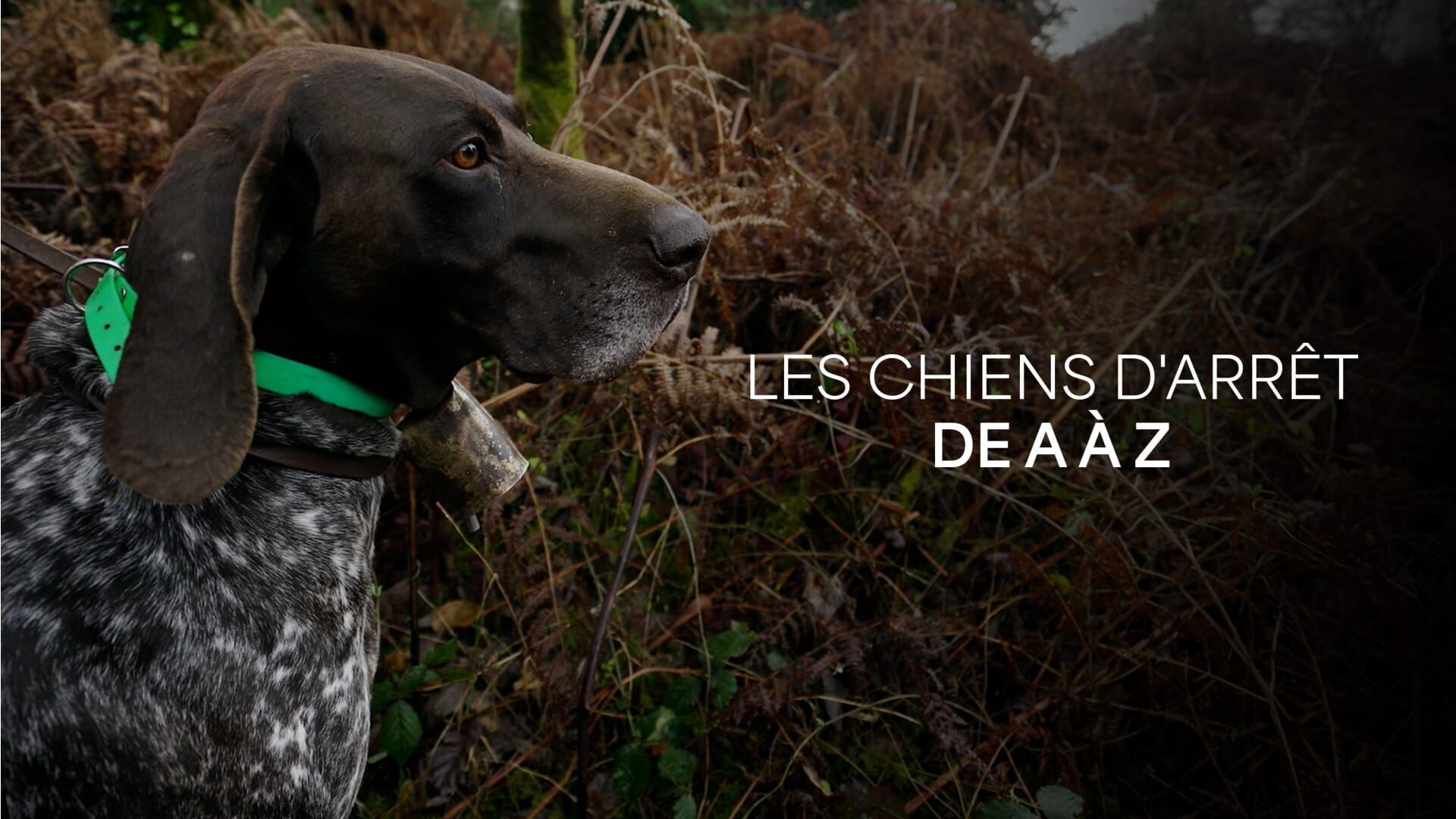 Chiens d'arrêt de A à Z