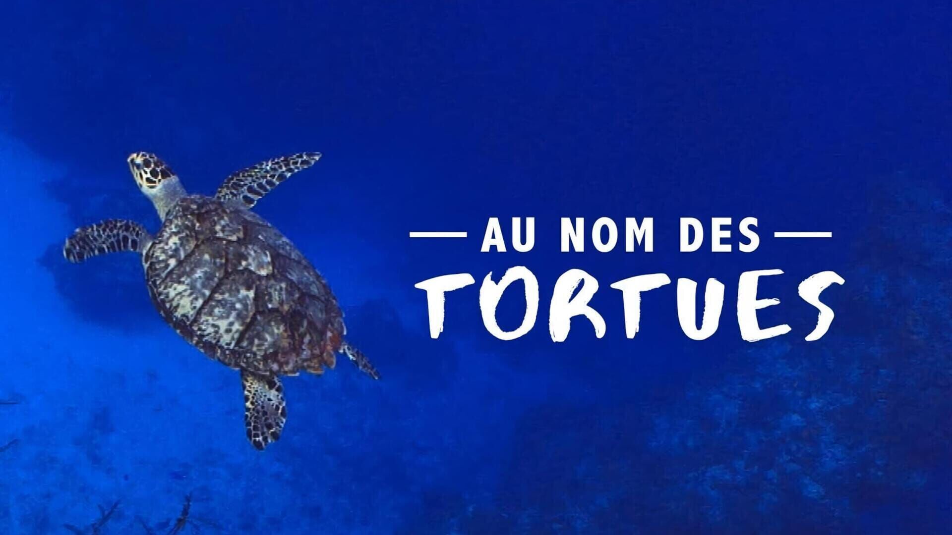 Au nom des tortues
