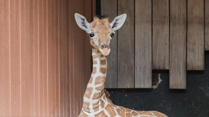 Une saison au zoo