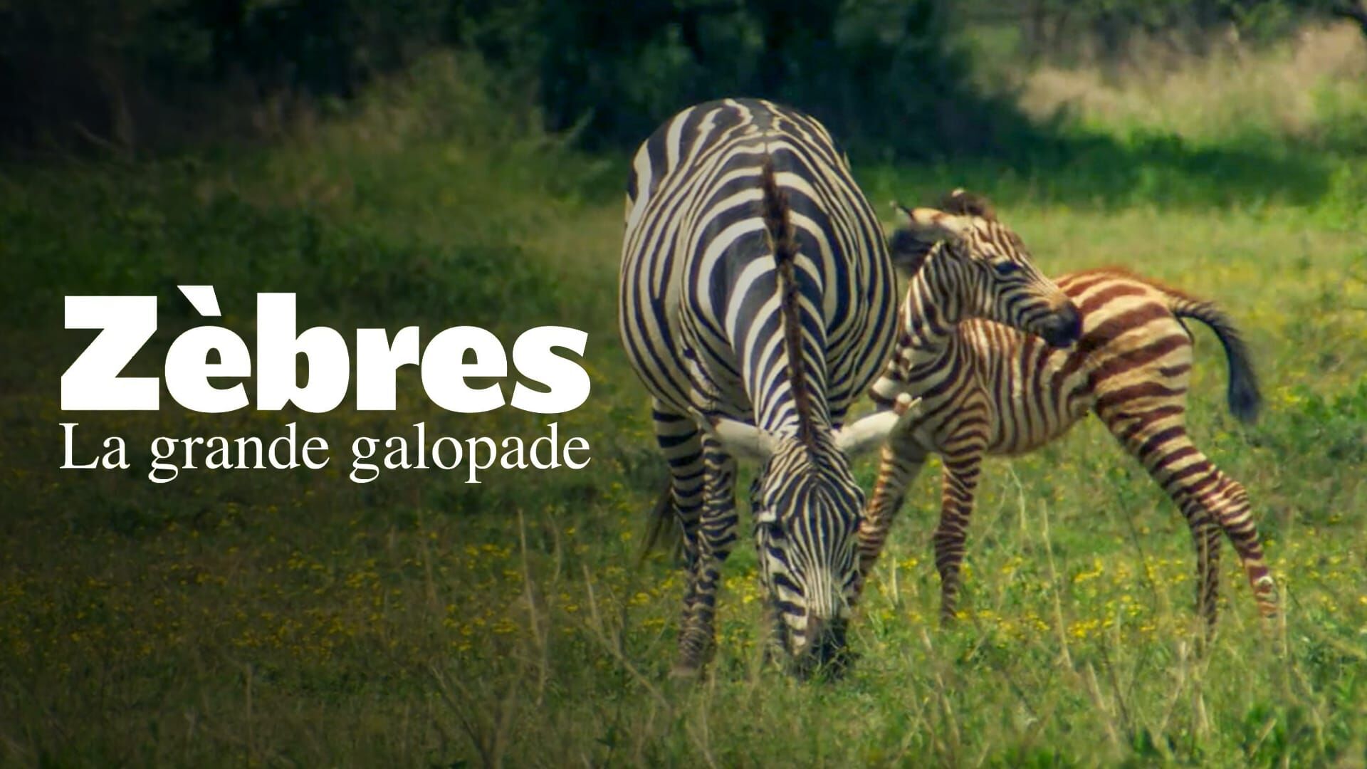 Zèbres, la grande galopade