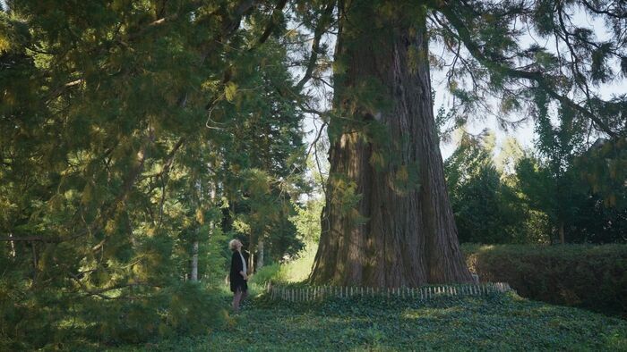Le plus bel arbre