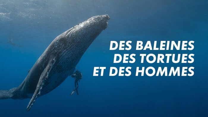 Des baleines, des tortues et des hommes