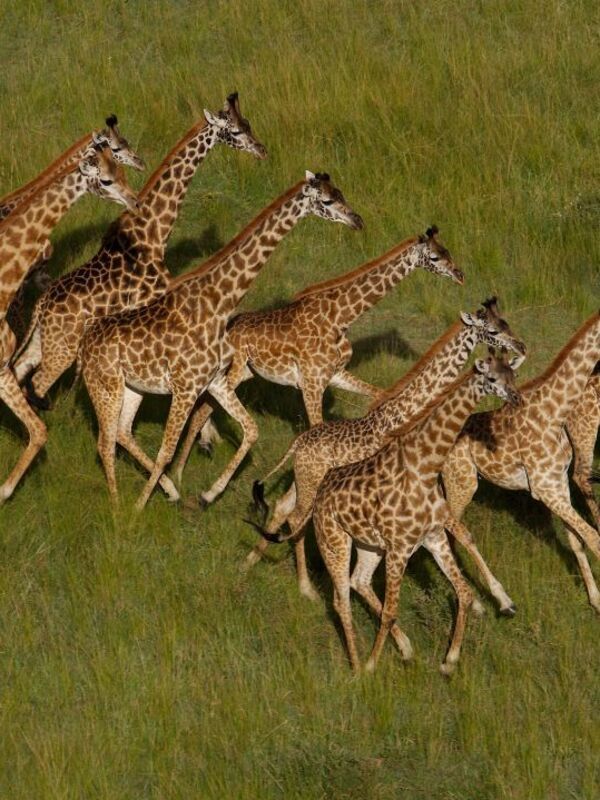 Tout est vivant et tout est lié