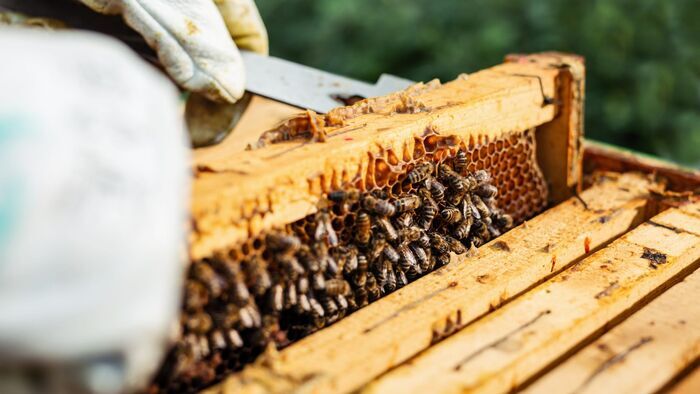Abeilles, bières et motos