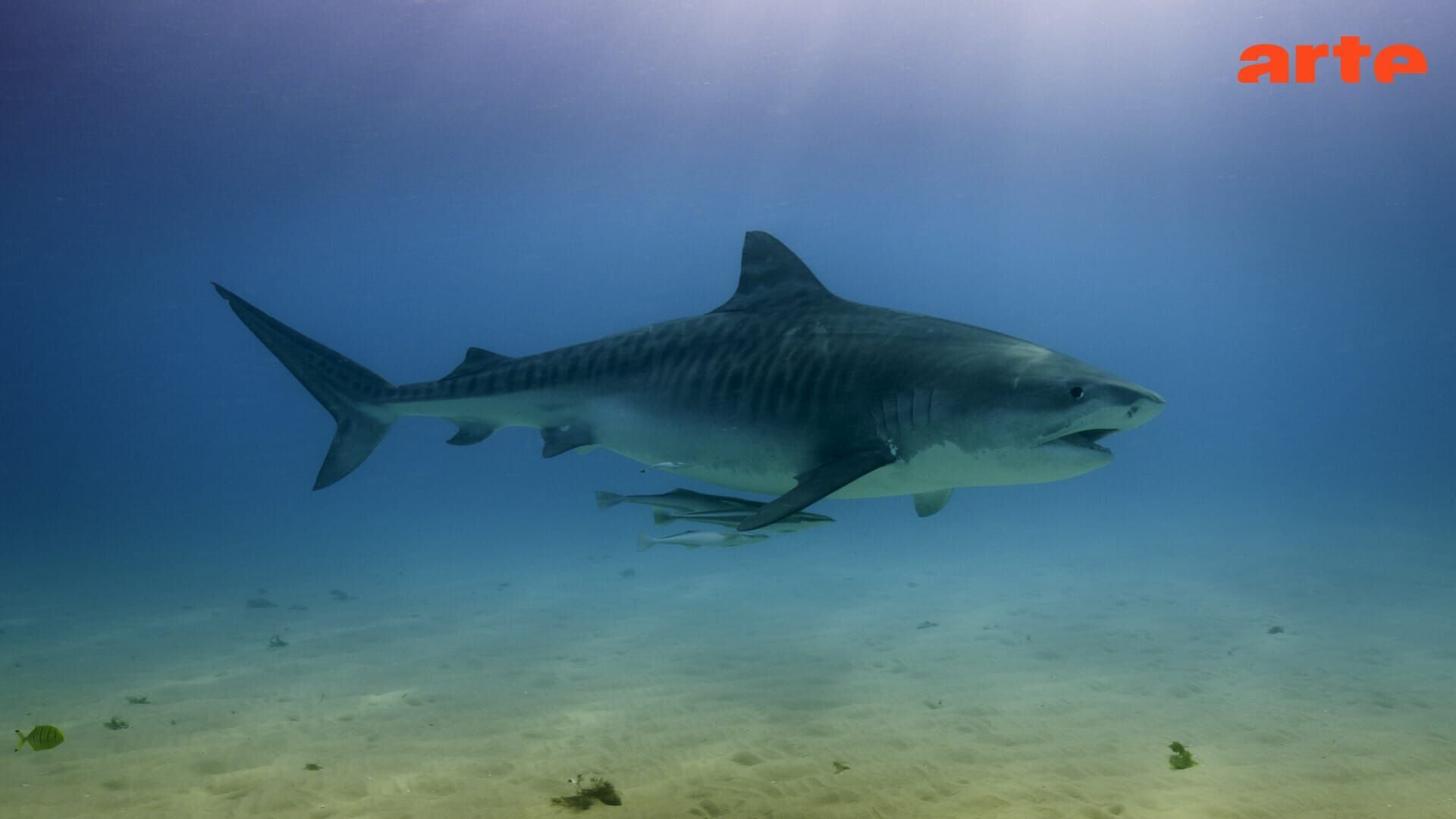 Requin-tigre, le gardien vagabond