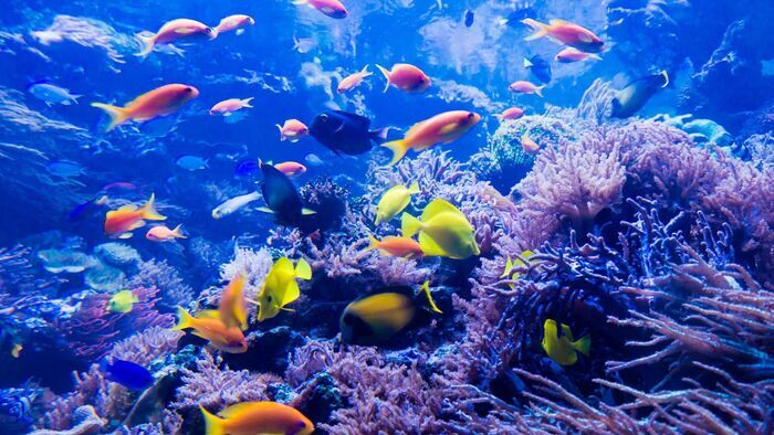 Fascinante barrière de corail