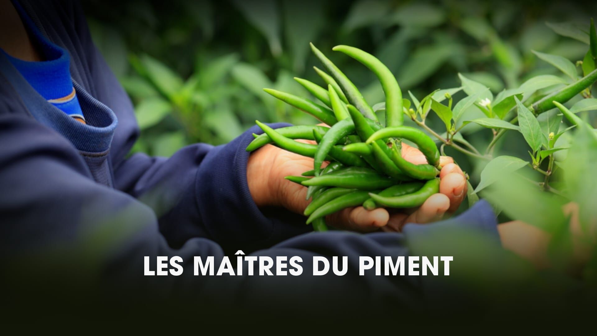 Les maîtres du piment