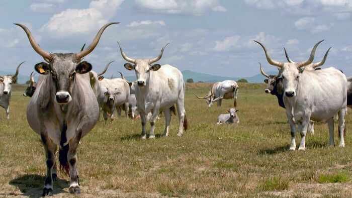 Le sud fertile