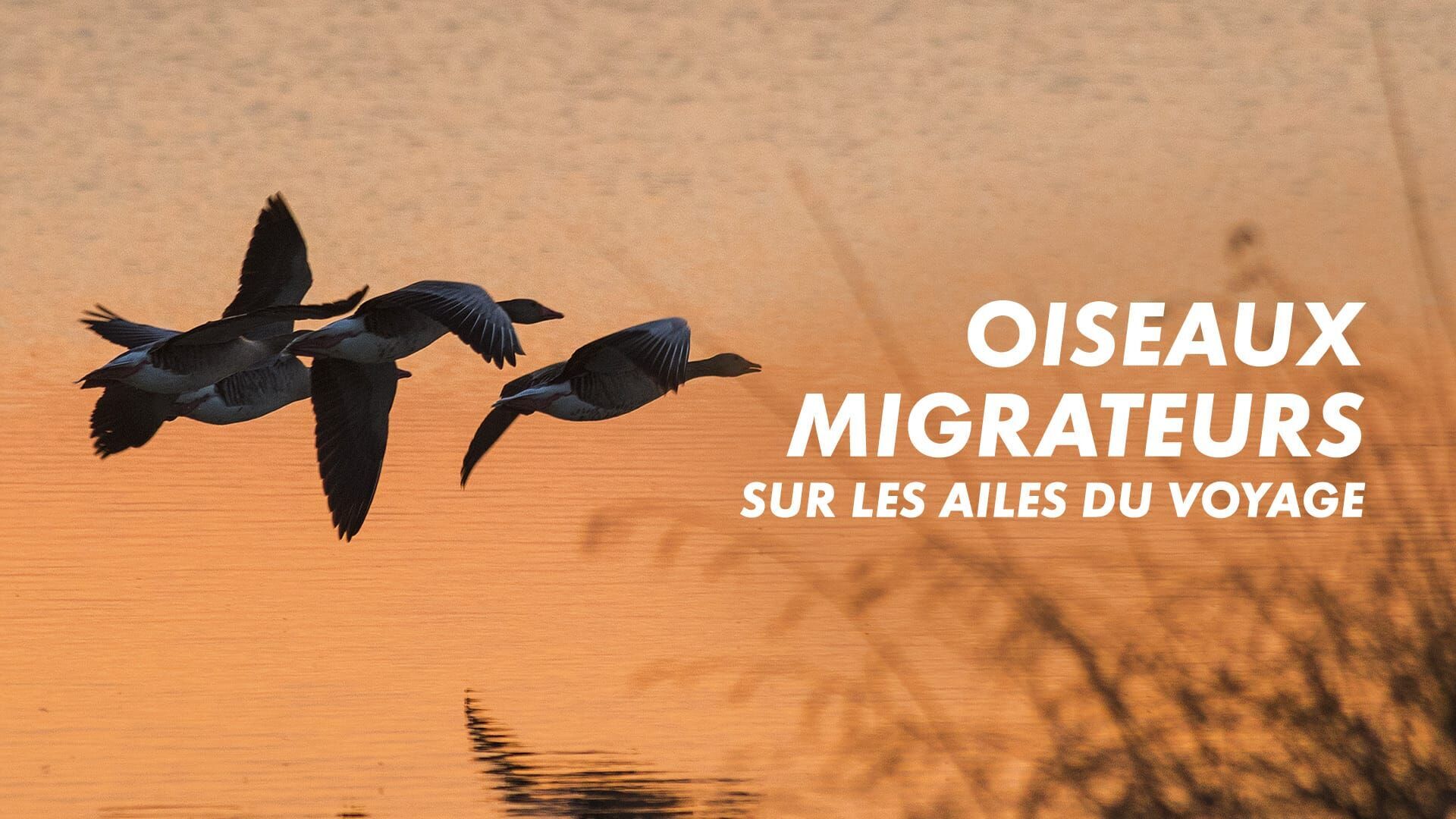 Oiseaux migrateurs : Sur les ailes du voyage
