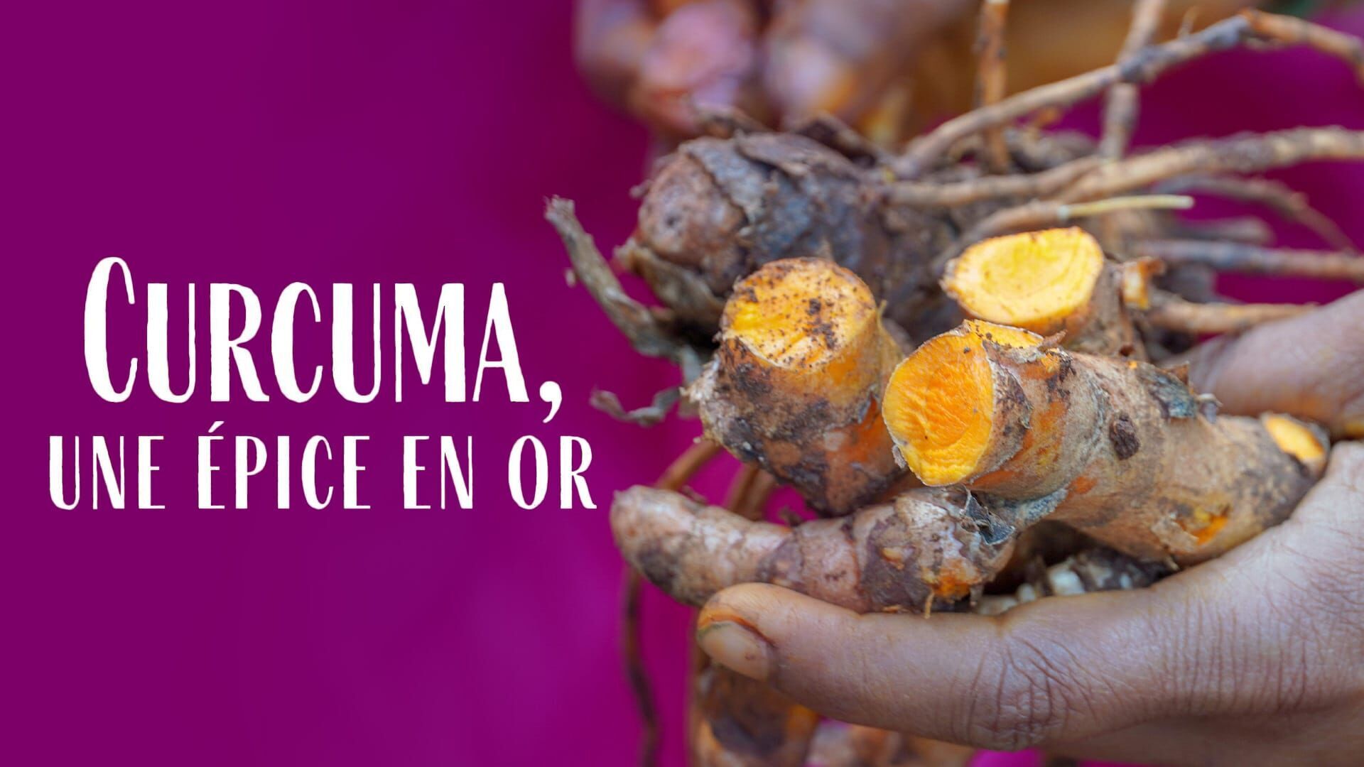 Curcuma, une épice en or