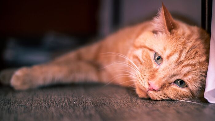 Un lion dans le salon