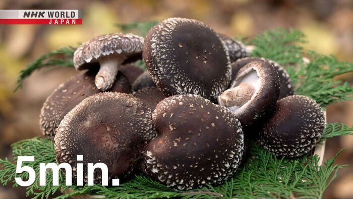 shiitake